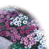  OSTEOSPERMUM OSTEOSPERMUM-PASSION (Osteospermum ecklonis)-mélange - Graineterie A. DUCRETTET