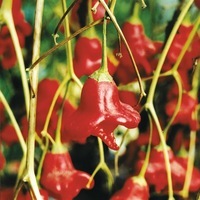 Graines de fleurs PIMENT ORNEMENTAL BONNET D'EVEQUE (Capsicum annuum) - Graineterie A. DUCRETTET