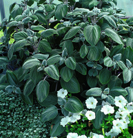 PLECTRANTHUS PLECTRANTHUS-SILVER SHIELD (Plectranthus argentatus)-blanc - Graineterie A. DUCRETTET