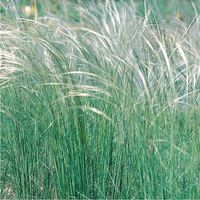  GRAMINEES VIVACES GRAMINEES VIVACES-Stipa pennata (Stipa pennata)-argenté - Graineterie A. DUCRETTET