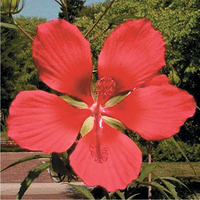  HIBISCUS HIBISCUS-HIBISCUS COCCINEUS (Hibiscus coccineus)-rouge feu - Graineterie A. DUCRETTET