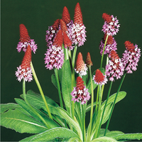  PRIMEVERE VIVACE PRIMEVERE VIVACE-PRIMULA VIALII (Primula vialii)-rouge violet - Graineterie A. DUCRETTET