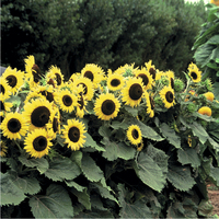  SOLEIL ou HELIANTHUS SOLEIL ou HELIANTHUS-WAOOH F1 (Helianthus annuus)-jaune à centre foncé - Graineterie A. DUCRETTET