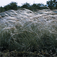 Graines de fleurs GRAMINEES VIVACES Stipa barbata (Stipa barbata) - Graineterie A. DUCRETTET