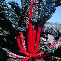 Graines de fleurs POIREE ORNEMENTALE CHARLOTTE (Beta vulgaris) - Graineterie A. DUCRETTET