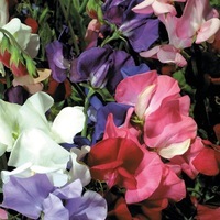 Graines de fleurs POIS DE SENTEUR BIJOU (Lathyrus odoratus) - Graineterie A. DUCRETTET