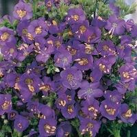 Graines de fleurs POLEMONIUM HEAVENLY HABIT (Polemonium boreale) - Graineterie A. DUCRETTET