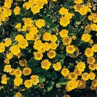 Graines de fleurs POTENTILLE AUREA (Potentillia aurea) - Graineterie A. DUCRETTET
