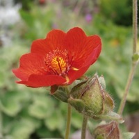 Graines de fleurs POTENTILLE ATROSANGUINEA (Potentilla atrosanguinea) - Graineterie A. DUCRETTET