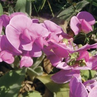 Graines de fleurs POIS VIVACE POIS VIVACE (Lathyrus latifolius) - Graineterie A. DUCRETTET