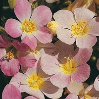 Graines de fleurs POLEMONIUM APRICOT DELIGHT (Polemonium carneum) - Graineterie A. DUCRETTET