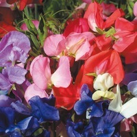 Graines de fleurs POIS DE SENTEUR MAMMOUTH (Lathyrus odoratus) - Graineterie A. DUCRETTET