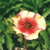 Graines de fleurs POTENTILLE MISS WILLMOTT (Potentillia nepalensis) - Graineterie A. DUCRETTET