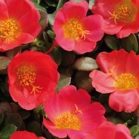  POURPIER POURPIER-TOUCAN F1 (Portulaca oleracea)-écarlate. Granules multiplants - Graineterie A. DUCRETTET