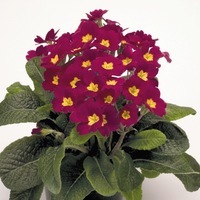 Graines de fleurs PRIMEVERE ELATIOR CRESCENDO F1 (Primula elatior) - Graineterie A. DUCRETTET