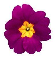 Graines de fleurs PRIMEVERE ELATIOR CRESCENDO F1 (Primula elatior) - Graineterie A. DUCRETTET