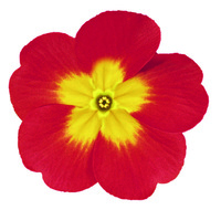  PRIMEVERE ELATIOR PRIMEVERE ELATIOR-CRESCENDO F1 (Primula elatior)-rouge vif - graines prégermées - Graineterie A. DUCRETTET