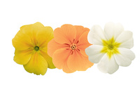 Graines de fleurs PRIMEVERE ELATIOR CRESCENDO F1 (Primula elatior) - Graineterie A. DUCRETTET