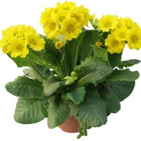 Graines de fleurs PRIMEVERE ELATIOR VERISTAR F1 (Primula elatior) - Graineterie A. DUCRETTET