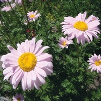  PYRETHRE PYRETHRE-ROBINSON (Pyrethrum (ou Chrysanthemum) coccineum)-rose - Graineterie A. DUCRETTET