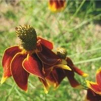 Graines de fleurs RATIBIDA PULCHERRIMA (Ratibida columnifera) - Graineterie A. DUCRETTET