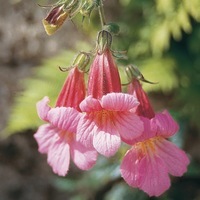 Graines de fleurs REHMANNIA REHMANNIA ELATA (Rehmannia angulata) - Graineterie A. DUCRETTET