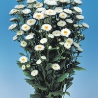 Graines de fleurs REINE MARGUERITE MATSUMOTO ou Soleil levant (Callistephus sinensis ou aster chinensis) - Graineterie A. DUCRETTET