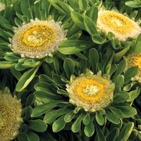 Graines de fleurs REINE MARGUERITE HULK (Callistephus sinensis ou aster chinensis) - Graineterie A. DUCRETTET