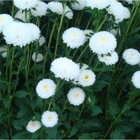  REINE MARGUERITE REINE MARGUERITE-BONITA (Callistephus sinensis ou aster chinensis)-blanc - Graineterie A. DUCRETTET