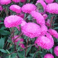  REINE MARGUERITE REINE MARGUERITE-BONITA (Callistephus sinensis ou aster chinensis)-rose clair - Graineterie A. DUCRETTET