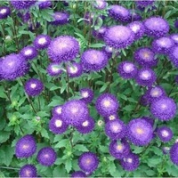  REINE MARGUERITE REINE MARGUERITE-BONITA (Callistephus sinensis ou aster chinensis)-bleu - Graineterie A. DUCRETTET