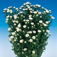 Graines de fleurs REINE MARGUERITE SERENADE (Callistephus sinensis ou aster chinensis) - Graineterie A. DUCRETTET