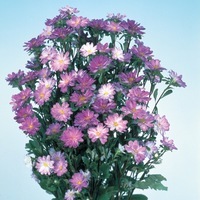  REINE MARGUERITE REINE MARGUERITE-SERENADE (Callistephus sinensis ou aster chinensis)-bleu tipped - Graineterie A. DUCRETTET