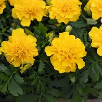  OEILLET D'INDE OEILLET D'INDE-SUPER HERO (Tagetes patula nana)-jaune foncé - graines enrobées - Graineterie A. DUCRETTET