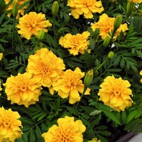  OEILLET D'INDE OEILLET D'INDE-SUPER HERO (Tagetes patula nana)-jaune d'or - graines enrobées - Graineterie A. DUCRETTET