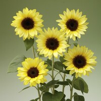  SOLEIL ou HELIANTHUS SOLEIL ou HELIANTHUS-SUNRICH F1 (Helianthus annuus)-bicolore jaune citron et jaune vif - Graineterie A. DUCRETTET