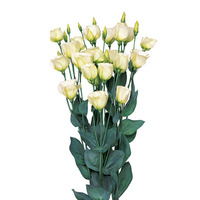 Graines de fleurs LISIANTHUS PICCOLO II (Eustoma grandiflorum) - Graineterie A. DUCRETTET