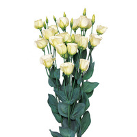  LISIANTHUS LISIANTHUS-PICCOLO II (Eustoma grandiflorum)-citron vert, graines enrobées - Graineterie A. DUCRETTET