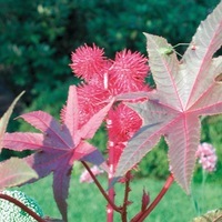 Graines de fleurs RICIN CARMENCITA (Ricinus communis) - Graineterie A. DUCRETTET