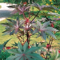  RICIN RICIN-CARMENCITA (Ricinus communis)-rouge carmin - Graineterie A. DUCRETTET