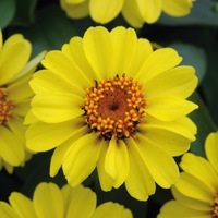 Graines de fleurs ZINNIA A PETITES FLEURS ZAHARA XL F1 (Zinnia marylandica) - Graineterie A. DUCRETTET