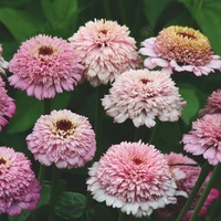 Graines de fleurs ZINNIA DOUBLE ZINNITA (Zinnia elegans (ou Zinnia violaceae)) - Graineterie A. DUCRETTET