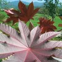  RICIN RICIN-NEW ZEALAND (Ricinus communis)-rouge - Graineterie A. DUCRETTET