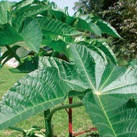  RICIN RICIN-PEMBA (Ricinus communis zanzibariensis)-vert - Graineterie A. DUCRETTET