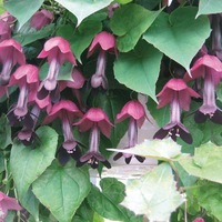 Graines de fleurs Annuelles - RHODOCHITON - Graineterie A. DUCRETTET