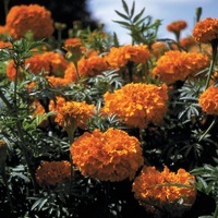  ROSE D'INDE ROSE D'INDE-SIERRA (Tagetes erecta)-orange foncé - Graineterie A. DUCRETTET