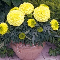 Graines de fleurs ROSE D'INDE ANTIGUA F1 (Tagetes erecta) - Graineterie A. DUCRETTET