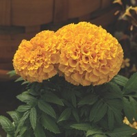  ROSE D'INDE ROSE D'INDE-PROUD MARIE (Tagetes erecta)-gold - Graineterie A. DUCRETTET