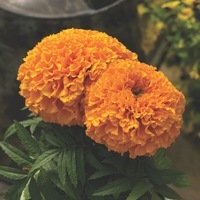  ROSE D'INDE ROSE D'INDE-PROUD MARIE (Tagetes erecta)-orange - Graineterie A. DUCRETTET