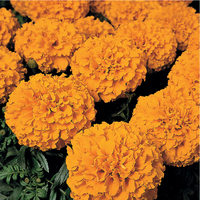  ROSE D'INDE ROSE D'INDE-BIG TOP F1 (Tagetes erecta)-orange - Graineterie A. DUCRETTET